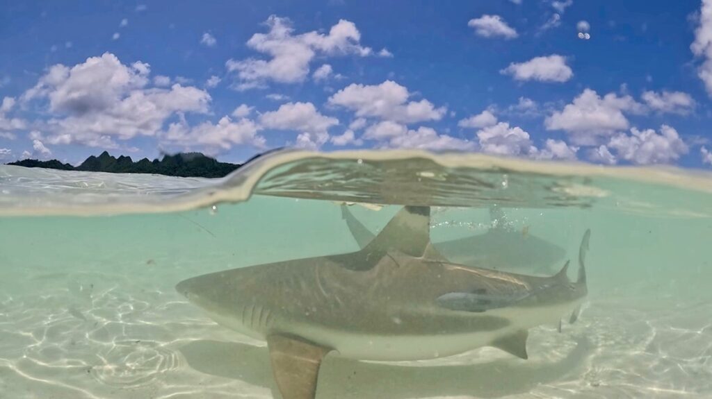 Swimming with Sharks