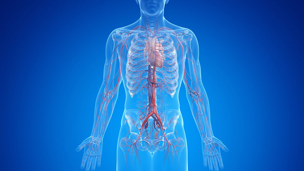 Illustration of the aorta in the human body.
